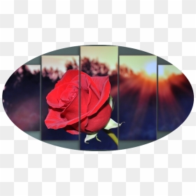 "sunrise On A Red Rose" - Rose By Any Oth3r Name Smell Just, HD Png Download - single red rose png