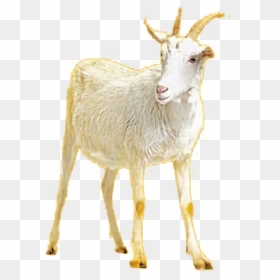 Goat, HD Png Download - goat.png