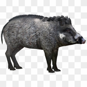 Wild Boar Peccary Visayan Warty Pig Visayas Javan Warty - Visayan Warty Pig Png, Transparent Png - boar png