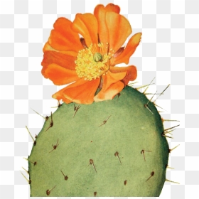 Garden 0001s 0000 Sitting-cactus - Prickly Pear Cactus Drawing, HD Png Download - watercolor cactus png