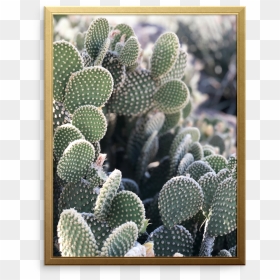 Cali Cactus Art Print - Prickly Pear, HD Png Download - watercolor cactus png