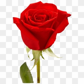 Single Red Rose With Greenery Mother"s Day Arrangements - Best Red Rose Flower, HD Png Download - single red rose png
