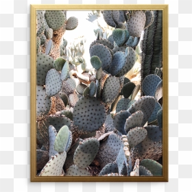 Cactus Art Print, HD Png Download - watercolor cactus png