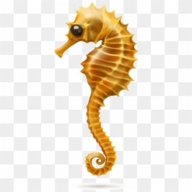 Caballito De Mar Png , Png Download - Seahorse In White Background, Transparent Png - mar png