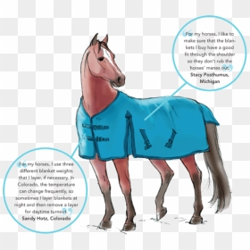 Illustration © Sandy Rabinowitz - Winter Horse Gear, HD Png Download - gear.png