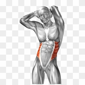 Collection Of Free Drawing Muscles Muscular System - Oblique Muscle, HD Png Download - flexing arm png