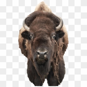 Bison Png Pic - Bison, Transparent Png - mar png