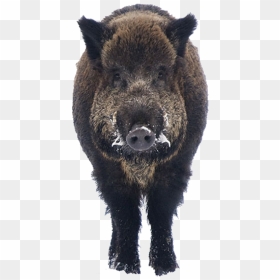Boar Free Png Image - Wild Boar Png, Transparent Png - boar png