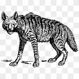 Clipart Face Jackal - North American Running Hyena, HD Png Download - jackal png