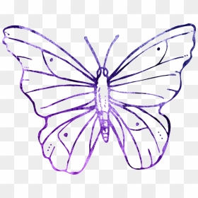 Transparent Background Butterfly Outline Png, Png Download - butterfly outline png