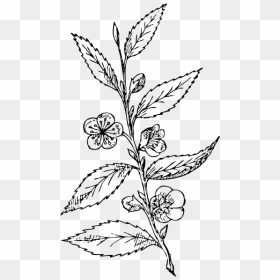 Thea Sinesis Plant Vector Illustration - Line Art, HD Png Download - plant vector png