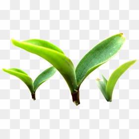Three Buds Sprouting Plants Transparent Plant Vector - Portable Network Graphics, HD Png Download - plant vector png