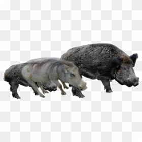 Boar Transparent Images - Wild Boar, HD Png Download - boar png