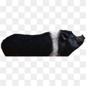 Black Pig Transparent Background, HD Png Download - boar png