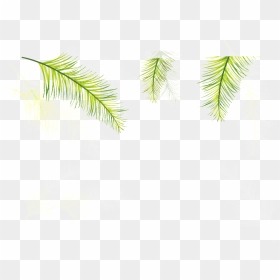 Three Coniferous Leaves Transparent Plant Vector - Attalea Speciosa, HD Png Download - plant vector png