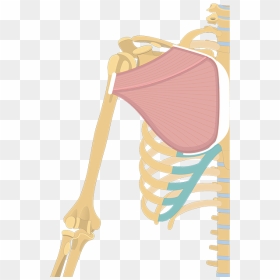 Pectoralis Major Get Body Smart, HD Png Download - flexing arm png