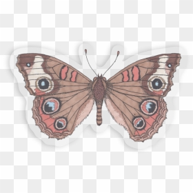 Buckeye Sticker Outline, HD Png Download - butterfly outline png