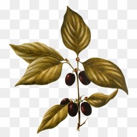 Hand Painted A Wild Fruit Plant Transparent Plant Vector - Tree, HD Png Download - plant vector png