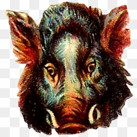 Pig Boar Animal Digital Image, HD Png Download - boar png