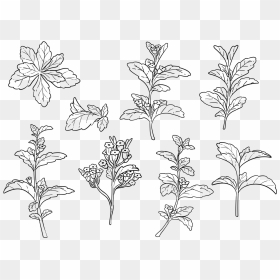 Free Hand Drawn Stevia Vector - Drawing, HD Png Download - plant vector png