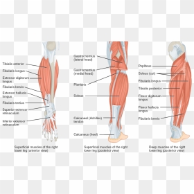 Single Leg Balance Muscles Worked, HD Png Download - flexing arm png