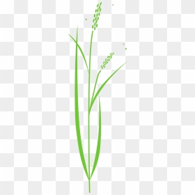 Collection Of Rice - Drawing Of Rice Plant, HD Png Download - plant vector png