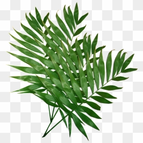 Leafy Leaves Transparent Plant Vector - Costela De Adão Png, Png Download - plant vector png
