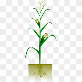 How To Set Use Maize Plant Svg Vector , Png Download - Maize Plant Drawing, Transparent Png - plant vector png