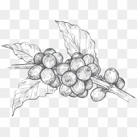 Granos De Cafe - Grape Vine Sketch Art, HD Png Download - granos de cafe png