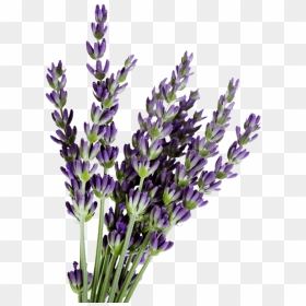 Lavender Plant Png - Transparent Lavender Plant Png, Png Download - lavender plant png