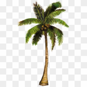 Thumb Image - Png De Cocos, Transparent Png - palmas png