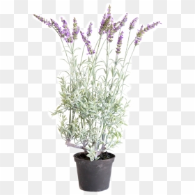 Transparent Lavender Plant Png - English Lavender, Png Download - lavender plant png