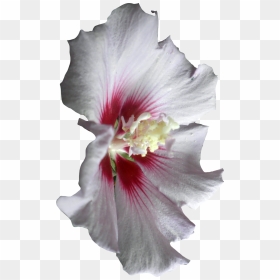 Transparent White Hibiscus Clipart - Hibiscus, HD Png Download - hibiscus clipart png
