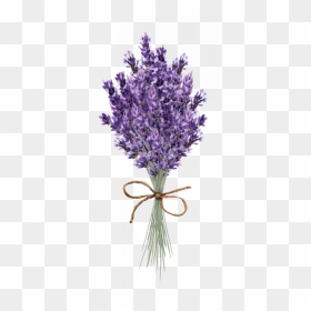 Transparent Background Lavender Bunch, HD Png Download - lavender plant png