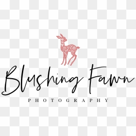 Blushing Fawn Photography - Calligraphy, HD Png Download - blushing png