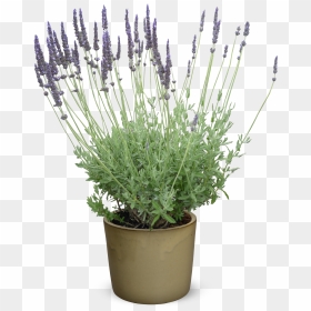Transparent Lavender Plant Png - Lavandula Lanata, Png Download - lavender plant png
