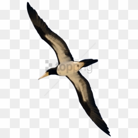 Real Bird Flying Transparent, Transparent Png - Flying Real Bird Png, Png Download - real rainbow png
