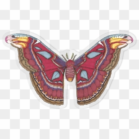 Atlas Sticker Outline, HD Png Download - butterfly outline png