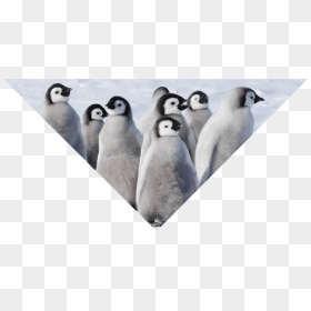 Transparent Emperor Penguin Png - Emperor Penguin, Png Download - emperor penguin png