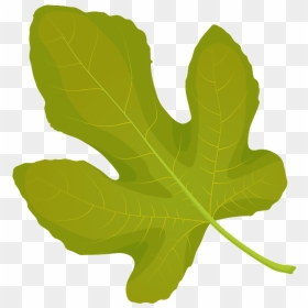 Common Fig Summer Leaf Clipart - Maple Leaf, HD Png Download - fig leaf png
