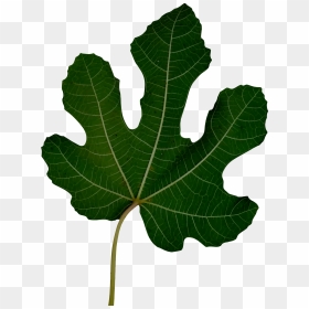 Fig Leaf Clipart - Fig Leaf .png, Transparent Png - fig leaf png