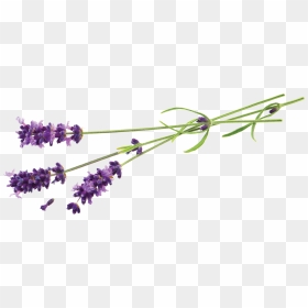 Lavender Flower Png - Natural Shampoo Wholesale Eu, Transparent Png - lavender plant png