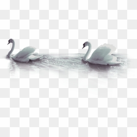 Duck Beak Wallpaper - Tundra Swan, HD Png Download - water reflection png