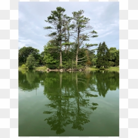 #background #scenery #trees #pond #water #reflection - Tree, HD Png Download - water reflection png