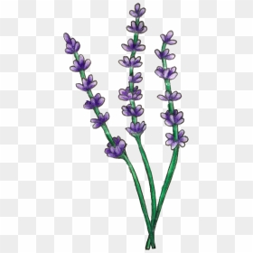 Lavender Plant Png, Transparent Png - lavender plant png