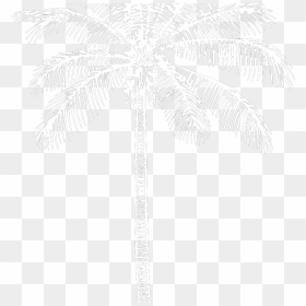 Tree, HD Png Download - white palm tree png
