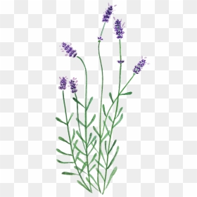 Neotinea Ustulata, HD Png Download - lavender plant png