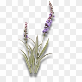 Pl239 - Aechmea Blue Tango, HD Png Download - lavender plant png