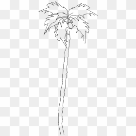 Tree 5723d View"  Class="mw 100 Mh 100 Pol Align Vertical - Line Art, HD Png Download - white palm tree png