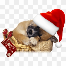 Little Dogs, HD Png Download - gorro navidad png